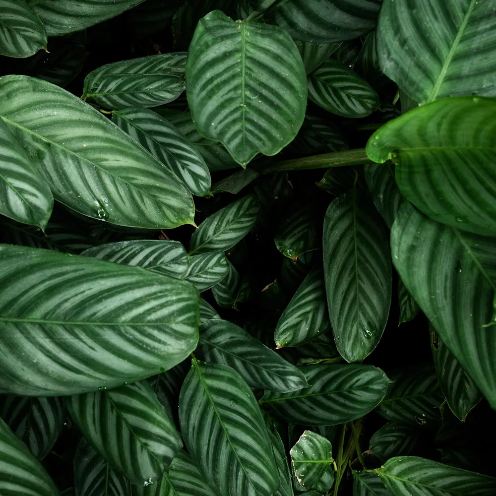 Ziemia do kwiatów zielonych w praktyce