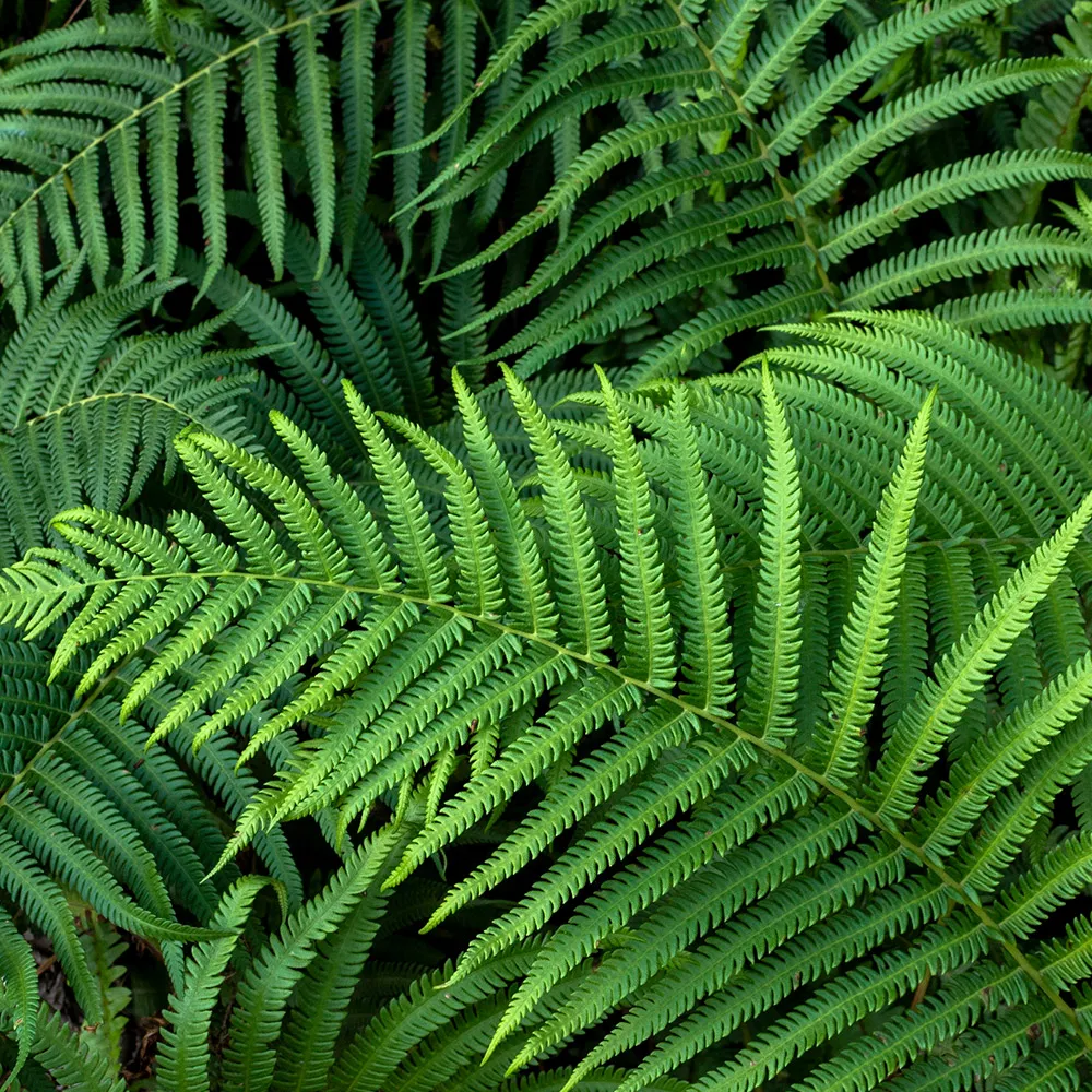 jaka ziemia do kwiatów zielonych