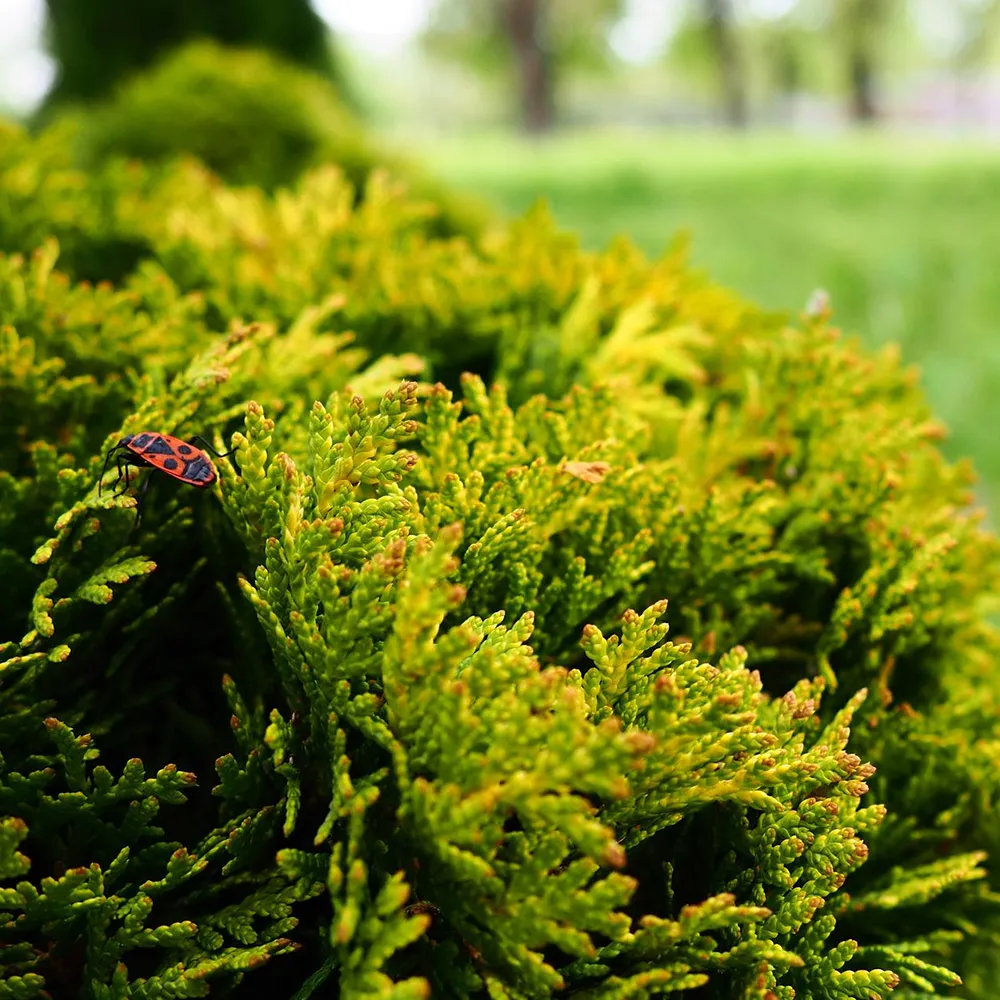 Jakiej ziemia do tuji