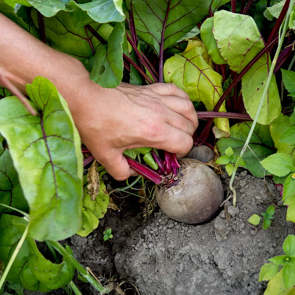 Sadzenie warzyw w ziemi uniwersalnej 20l z nawozami