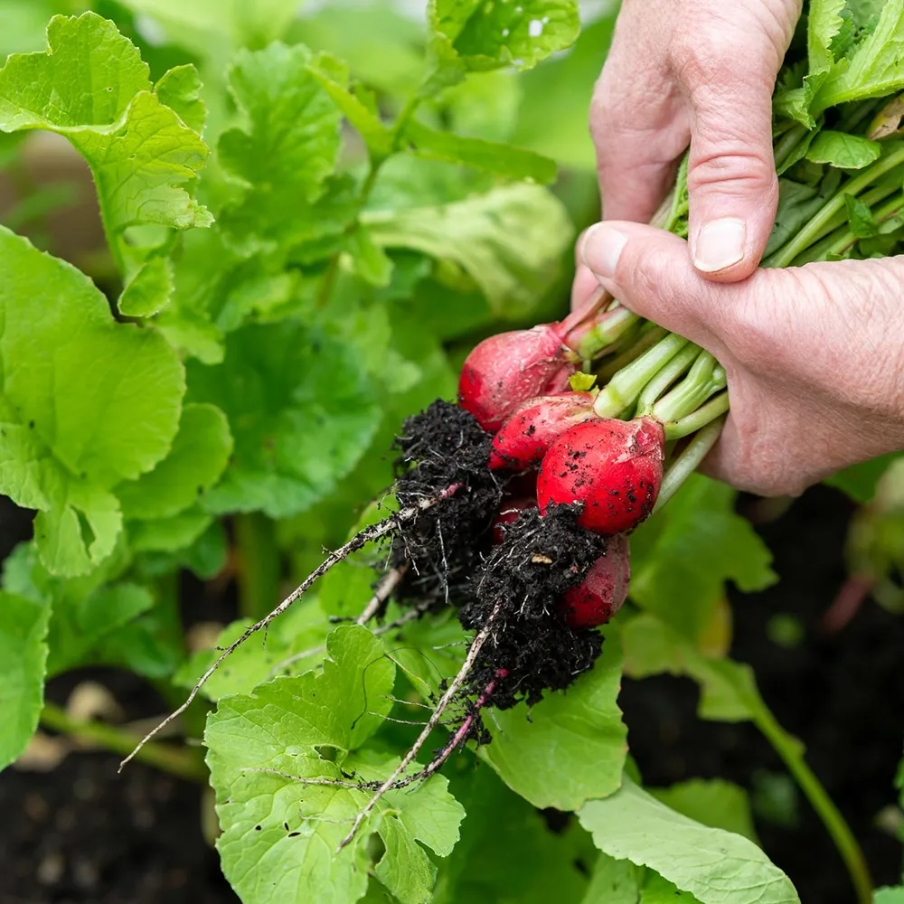 Sadzenie warzyw w ziemi uniwersalnej 20l