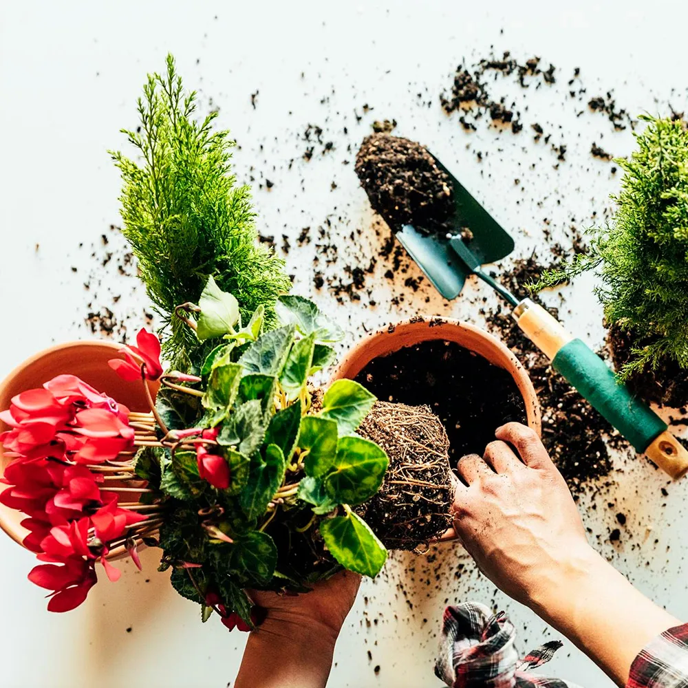 Przesadzanie kwiatów w ziemi uniwersalnej