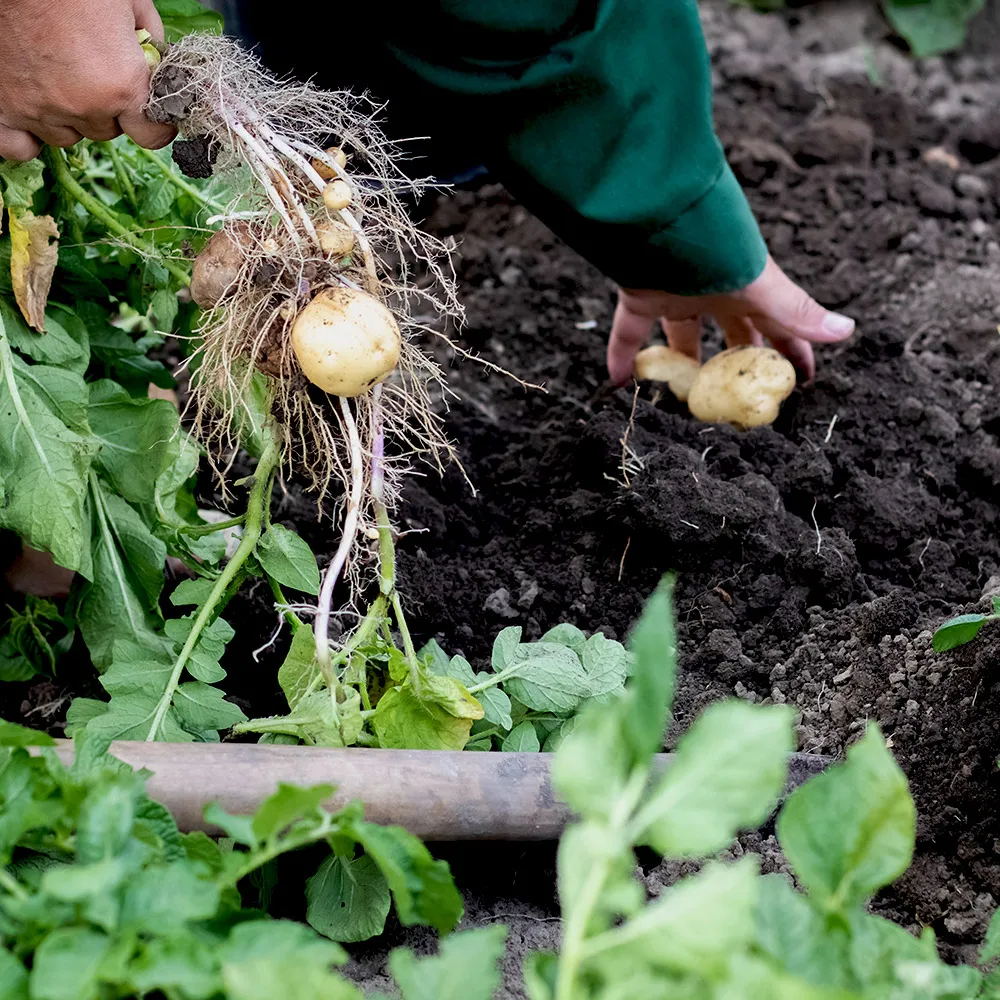 Sadzenie warzyw w ziemi uniwersalnej 50l