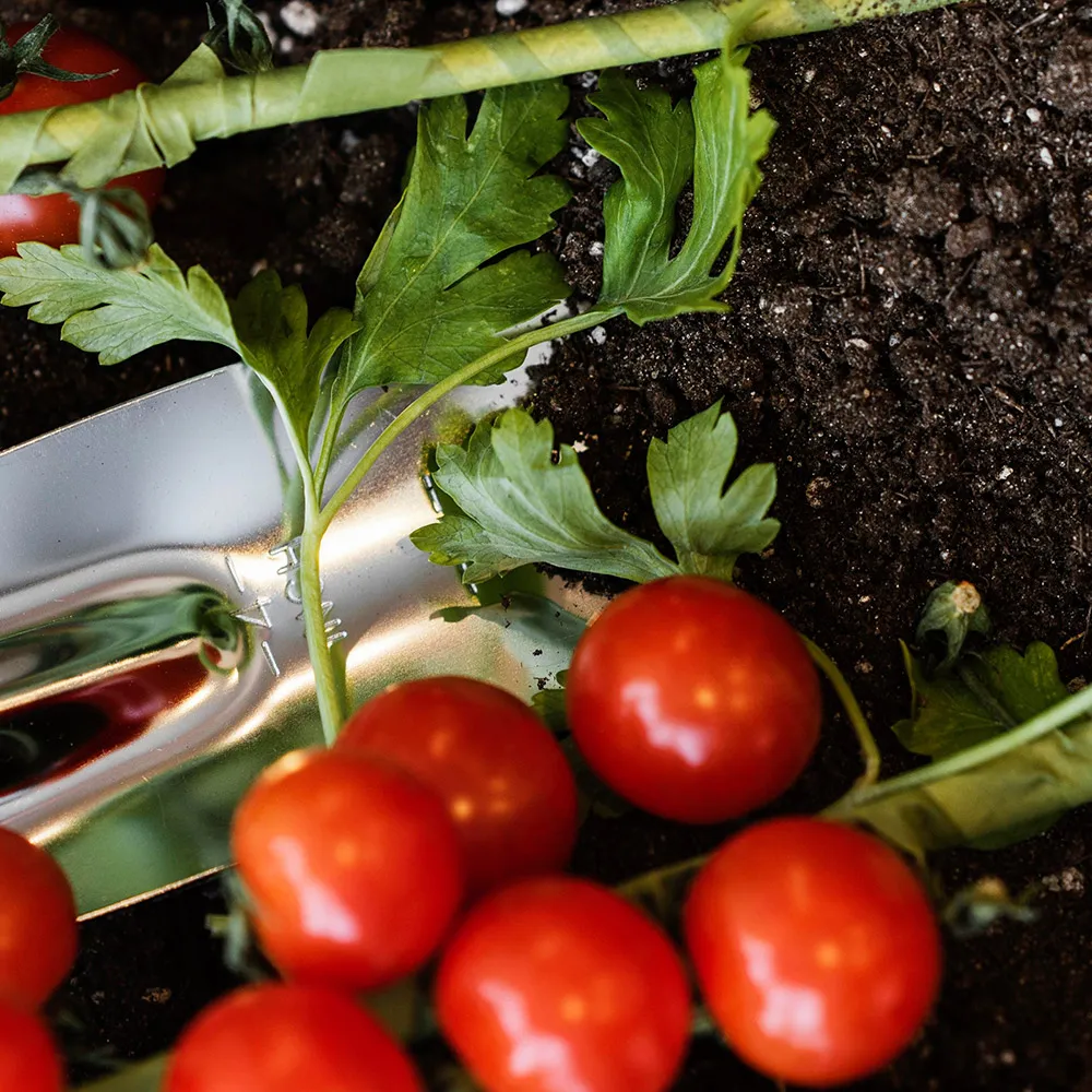 Sadzenie pomidorów w ziemi